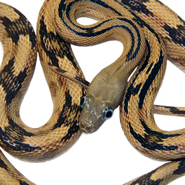 Herps of Texas